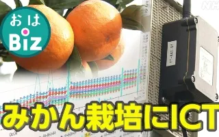 通建テック®のバディネットが参画するスマート農業プロジェクトが「NHK総合おはBiz」で紹介されました